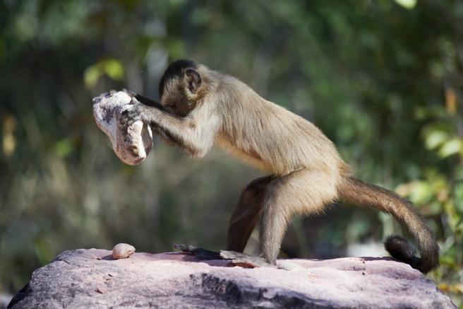 Los monos capuchinos de Brasil producen lascas como las de los primeros humanos