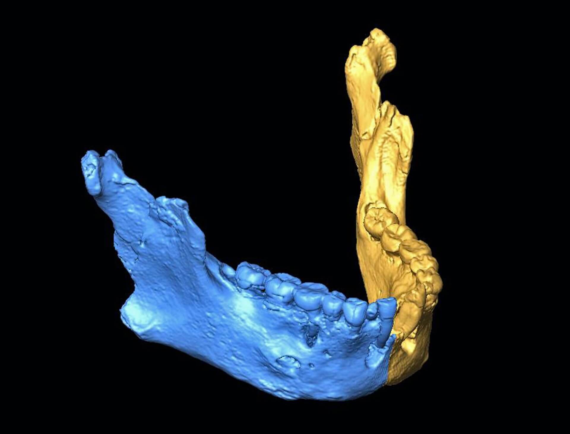 Los neandertales de el sidrón palarq