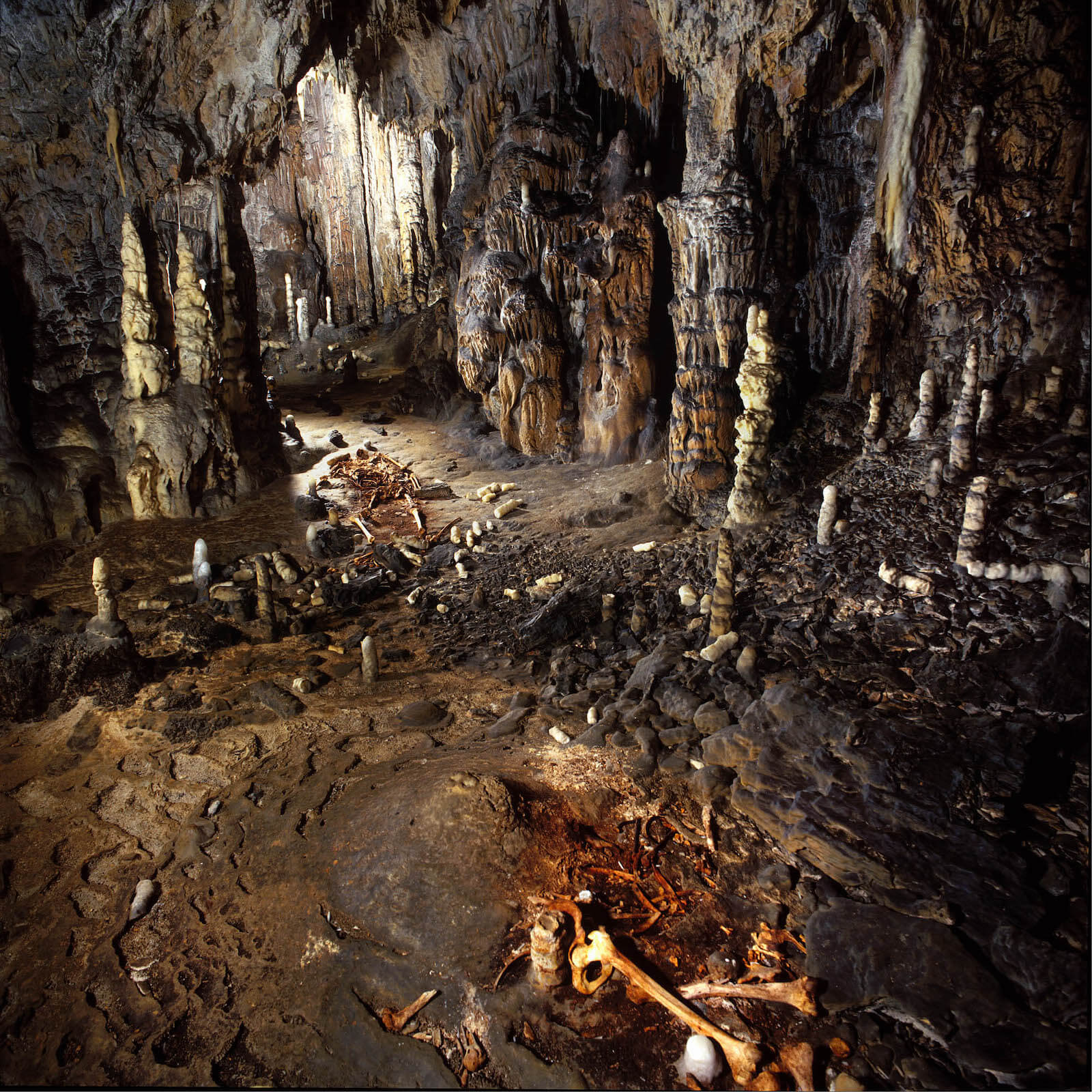 Cueva de la garma premio nacional arqueología paleontología Palarq