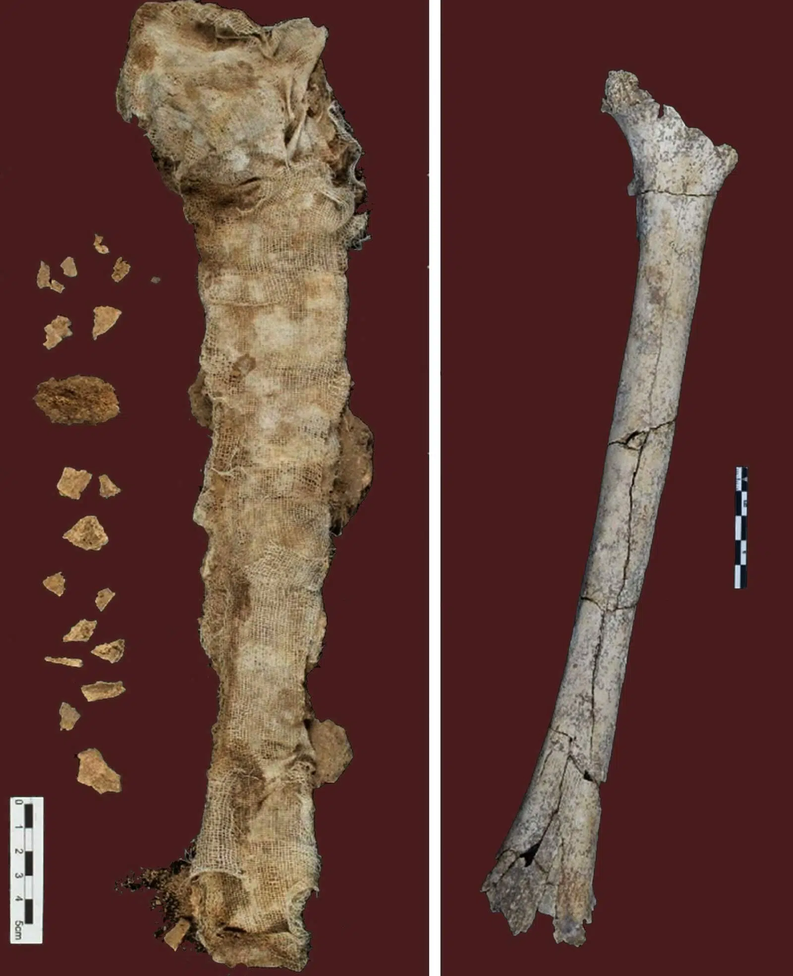 Linya paleolitico superior homo sapiens prepirineo lleida