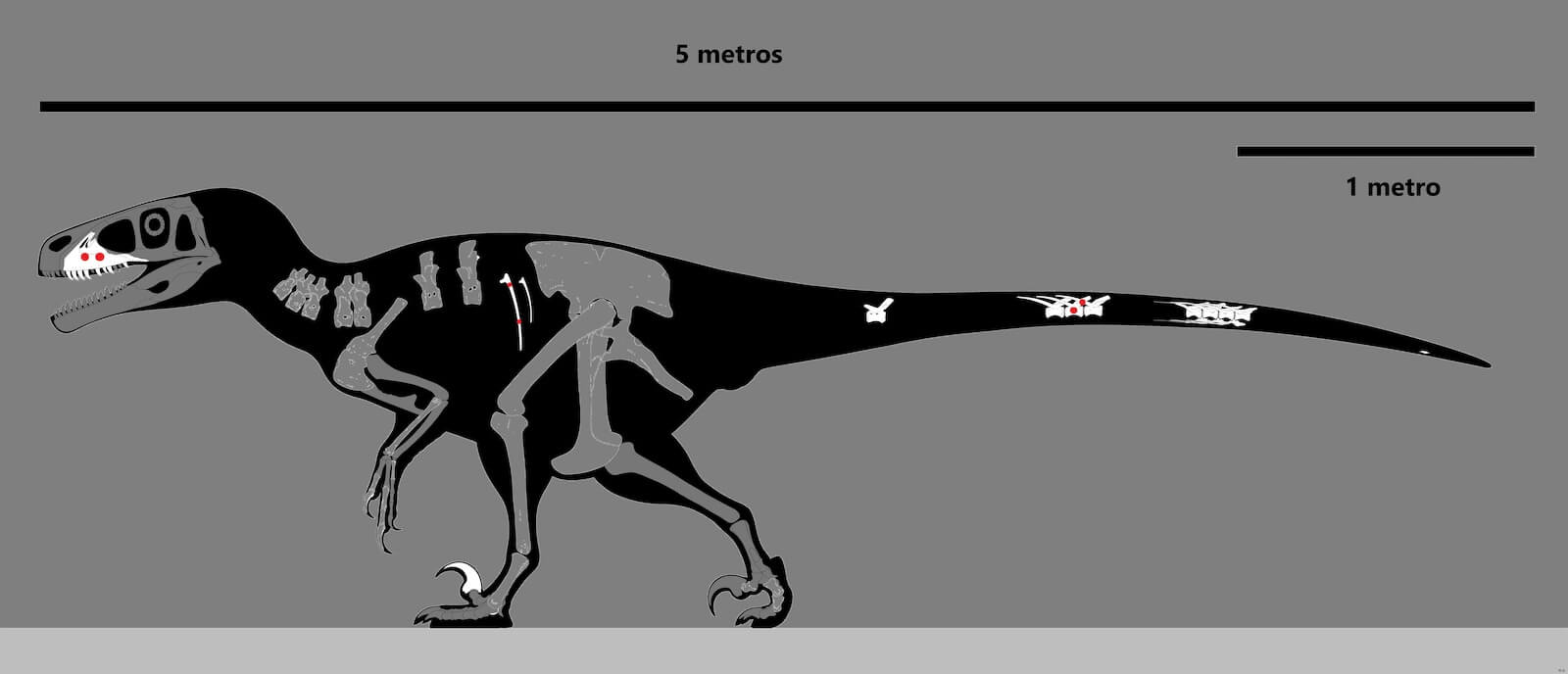 anfiteatro romano de Cartagena marcados sobre el perfil de un Achillobator giganticus dinosaurio